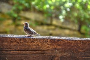 Taliesin Summer_ Photo by Colin Cohan